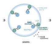 기존 표적 항암제 한계 넘을 ‘플랫폼 기술’ 나왔다