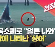 “죠스가 나타났다”…미국 플로리다 해수욕장에 ‘상어’ 포착 [현장영상]