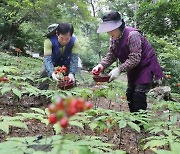 함양 지리산산양삼산업특구 지정 2025년까지 기간 연장