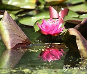 경포습지에 분홍빛 수련 '활짝'