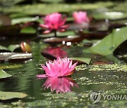 경포습지에 분홍빛 수련 '활짝'