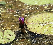 경포습지에 멸종위기종 가시연꽃 '활짝'