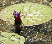 폭염 속에 활짝 핀 가시연꽃