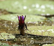 폭염 속에 활짝 핀 가시연꽃