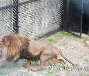 '갈비사자', 경계심 드러내며 입성