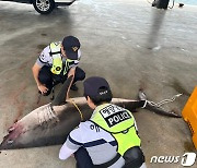 "이번엔 삼척 앞바다서"…동해안서 또 '백상아리' 사체 발견