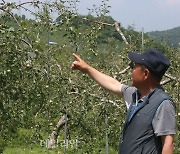 우박·호우에 재해복구비 263억원 지원…농작물 1만3400㏊ 피해