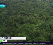 신비의 공간, 곶자왈 습지의 비밀  밝힌다