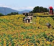 함안군, 제11회 강주해바라기 축제 개막