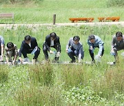 청주 상당산성 자연마당 습지에 멸종위기 2급 물장군 방사