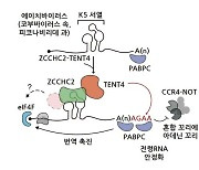 바이러스서 찾은 RNA 안정화 서열로 바이러스 퇴치