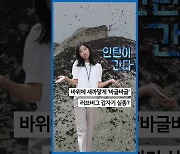 [인턴이간다] 바위에 새까맣게 '바글바글'…러브버그 갑자기 실종?