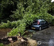 네덜란드 폭풍 '폴리'에 쓰러진 나무