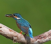 삼키기 직전