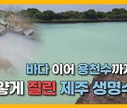 [자막뉴스] 뿌옇게 변한 '생명수' 용천수...무슨  일?