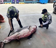 삼척 임원항 앞바다 백상아리 혼획