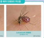 '모래파리'에 물리면 걸리는 '이 병'···2년 만에 해외유입 감염 발생했다