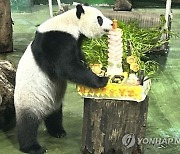 Taiwan Panda