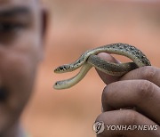 "뱀도 친구랑 같이 있을 때 스트레스 덜 받는다"