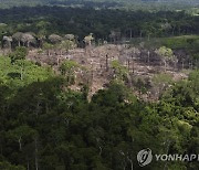 브라질 정권교체 효과?…아마존 삼림벌채 올해 상반기에 33.6%↓