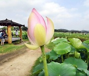 [포토]시흥시, 은은한 연꽃 향기가 피어오르는 ‘연꽃테마파크’