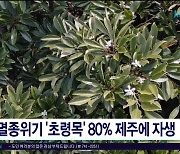 멸종위기 '초령목' 80% 제주에 자생