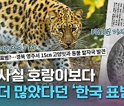 [크랩] 전세계 단 120마리 남은 한국표범…왜 사라졌을까?