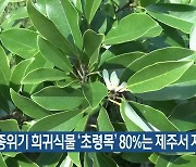 멸종위기 희귀식물 ‘초령목’ 80%는 제주서 자생