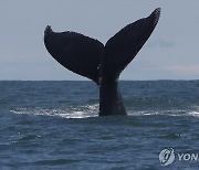 생태계 대표로 '고래'가 헌법소원 낼 수 있을까