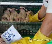 공급 감소에 초복 보양식 가격 상승