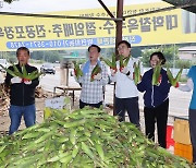 “달콤 쫄깃한 괴산 ‘대학찰옥수수’ 맛보세요”