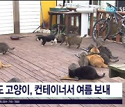 마라도 고양이 컨테이너서 여름 보내