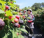 '복분자 동결건조분말', 일반식품에도 항산화 기능성 표시