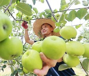 경남 함양 여름사과 '썸머킹' 첫 수확