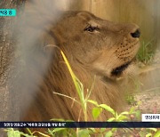 갈비뼈 사자 ‘바람이’ 새 보금자리서 ‘흙 밟으며’ 적응 중