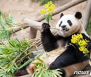 "푸바오, '맏언니'됐다"…국내 첫 쌍둥이 판다 탄생