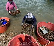 '섬진강 재첩잡이 손틀어업' 세계중요농업유산 등재