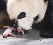 '푸바오' 맏언니 됐다…국내 첫 판다 쌍둥이 탄생