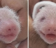 Twin pandas born in S. Korea for the first time