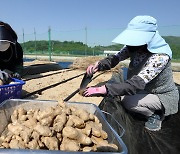 생강값, 지난달 109% 올랐다…당근·양파도 20% 넘게 상승