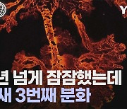 [세상만사] 아이슬란드 화산 또 분화... 전문가들 "새로운 분화 주기 시작"