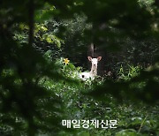 [포토] 숲의 정령인가