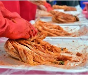 유럽에서 ‘김치의 날’ 기념한다…英 런던 킹스턴구 첫 타자