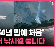 [스브스픽] "선장님도 40년 만에 처음" 동해 상어 낚시썰 풉니다