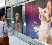 국회서 개 식용반대 사진전… “불필요한 고통 종식, 개 식용 금지법 통과 필요”