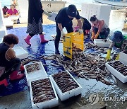 동해안 오징어 어획량 급감…피서철 맞아 '금값'