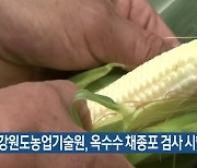 강원도농업기술원, 옥수수 채종포 검사 시행