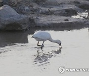 사람 손에서 자연 품으로…멸종위기종 저어새 3마리 방사