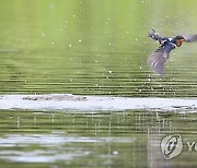 폭염특보…제비도 물놀이