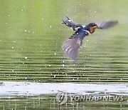 폭염특보…제비도 물놀이